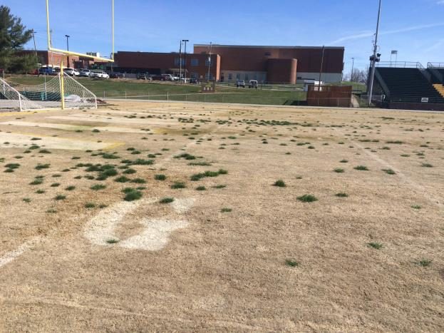 Clumps of actively growing cool-season grass scattered in a dormant bermudagrass athletic field.