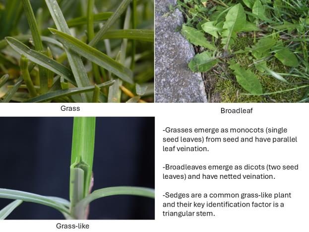 Close-up of several different types of plants