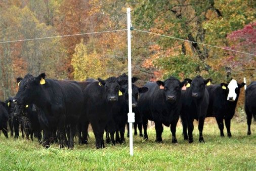 A single strand of poly wire runs in front of a group of cows. It is attached to a motor at the top of a tall post; from there, the poly wire angles down to normal-sized posts, with enough room for livestock to go underneath.