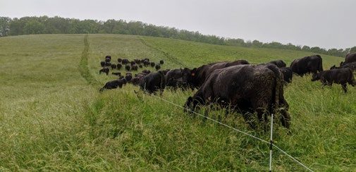 A herd of black cows graze in a green pasture; a single-strand electric poly-wire fence is visible in front of them.